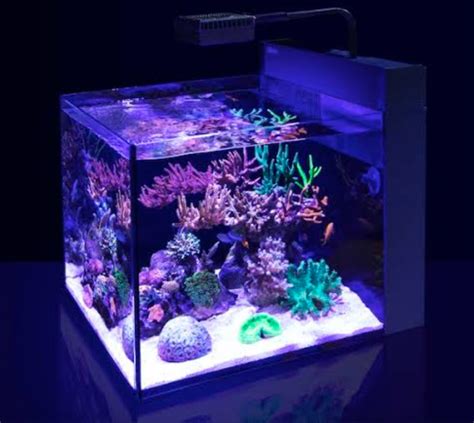 Nano Reef Tank Setup Guide: Building a Thriving Miniature .